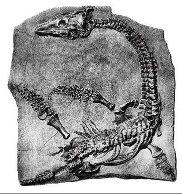 A plesiosaur fossil found by Mary